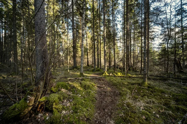 Lentebos Met Groen Mos Zonnestralen Oude Bomen — Stockfoto