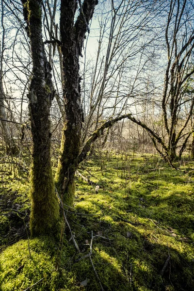 Bosque Primavera Con Musgo Verde Rayos Sol Árboles Viejos —  Fotos de Stock
