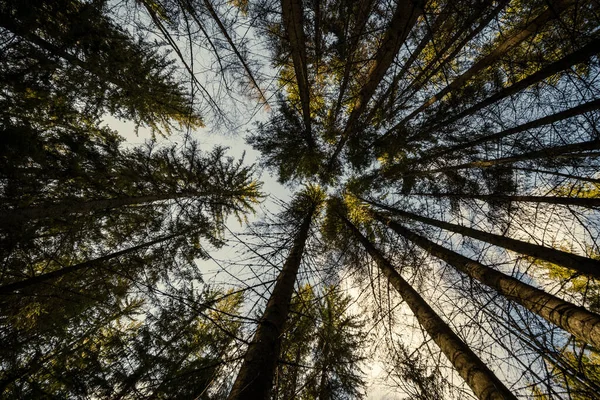 Spring Forest Green Moss Sunshine Rays Old Trees — Stock Photo, Image