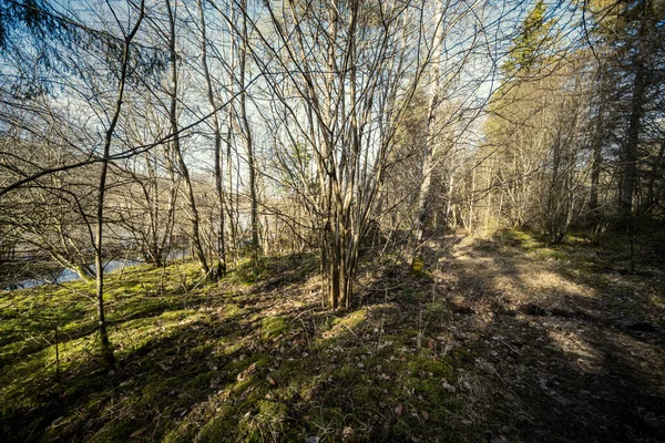 Весняний Ліс Зеленим Мохом Сонячними Променями Старими Деревами — стокове фото