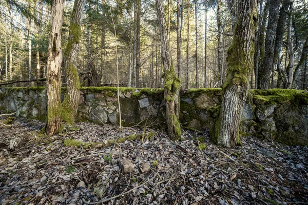 Frühlingswald Mit Grünem Moos Und Sonnenstrahlen Und Alten Bäumen — Stockfoto