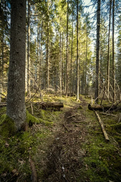 Foresta Primaverile Con Muschio Verde Raggi Sole Alberi Secolari — Foto Stock
