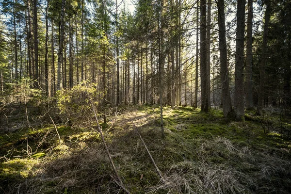 Vårskog Med Grön Mossa Och Solstrålar Och Gamla Träd — Stockfoto