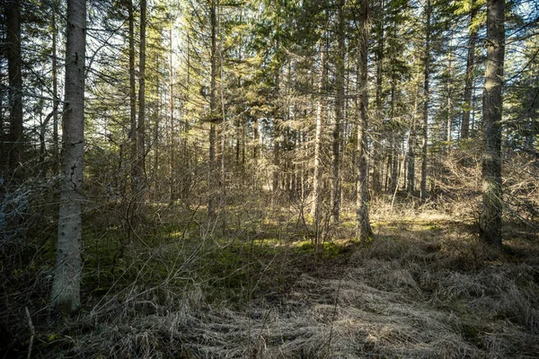 Vårskog Med Grön Mossa Och Solstrålar Och Gamla Träd — Stockfoto