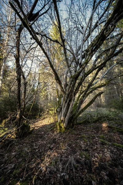 緑の苔と陽射しと古い木のある春の森 — ストック写真