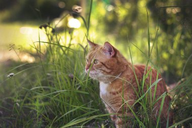 Çimenlerin üzerinde oturan kırmızı kedi 