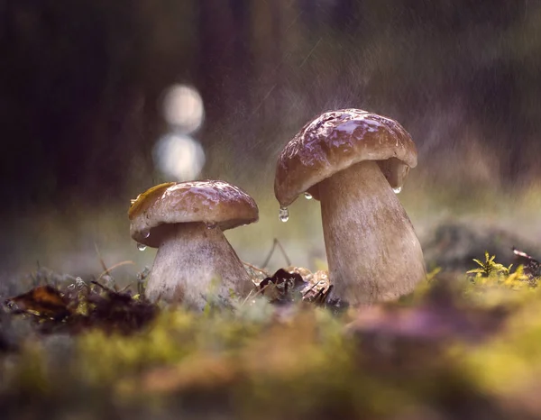 White mushroom in the autumn forest — Stock Photo, Image