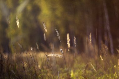 Rusya'nın vahşi doğada yaz. Çiçek ve bitki