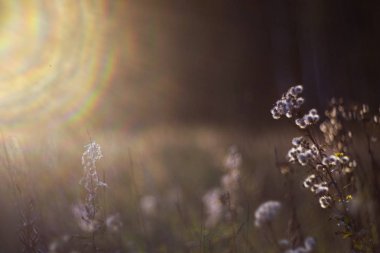 Rusya'nın vahşi doğada yaz. Çiçek ve bitki