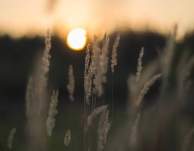 Rusya'nın vahşi doğada yaz. Çiçek ve bitki
