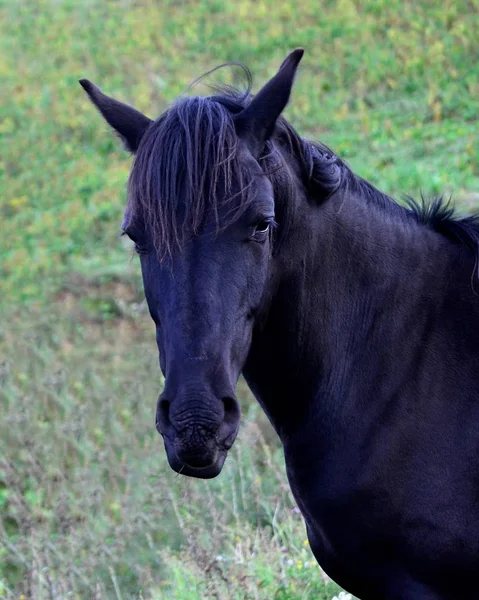 ロシアの乗馬品種の黒い種馬 — ストック写真