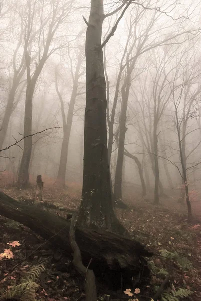Geheimnisvoller Nebelwald Berghang — Stockfoto