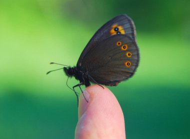 Parmağındaki küçük siyah kelebek