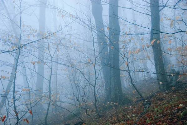 Mystiska Dimmigt Hösten Skogen Berg Slutta — Stockfoto