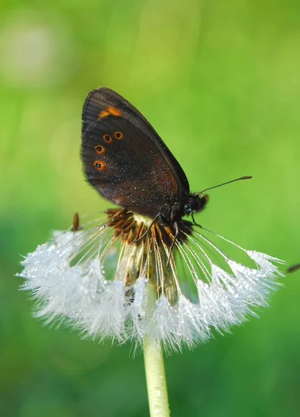 Kleine Zwarte Vlinder Een Vinger — Stockfoto
