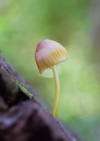 Mycena Poisonous Fungi Small Saprotrophic Mushrooms Dead Tree Forest Preserve — Stock Photo, Image