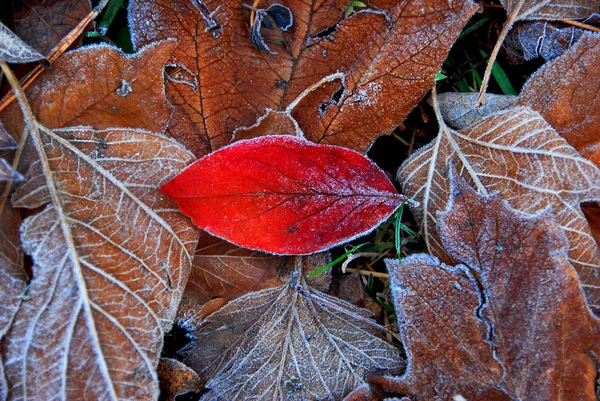 Фон Осенних Листьев Мороз — стоковое фото
