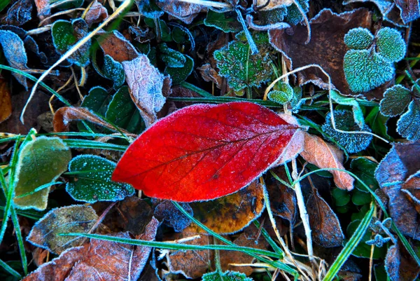 Фон Осенних Листьев Мороз — стоковое фото