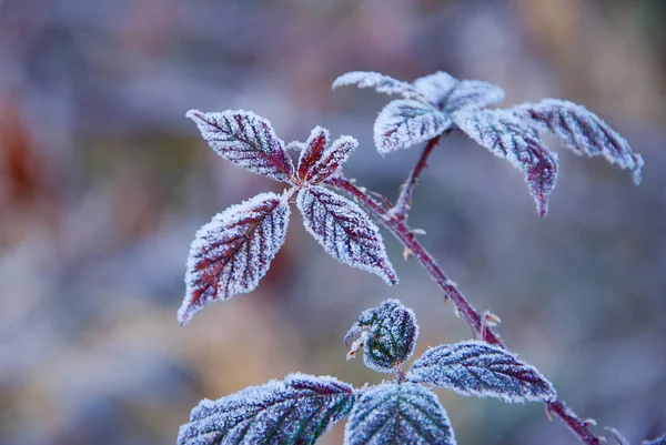 Blackberry Feuilles Congelées Dans Matinée Froide — Photo