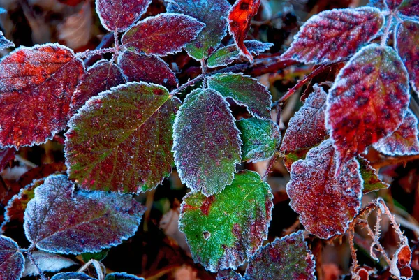Κατεψυγμένα Φύλλα Βατόμουρου Κρύο Πρωινό — Φωτογραφία Αρχείου