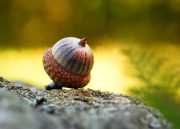 Fruit Oak Tree Ripe Autumn Acorn Macro Background Acorn — Stock Photo, Image