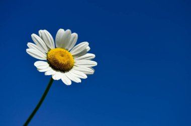 Daisy gökyüzü mavi bir arka plana dayanır