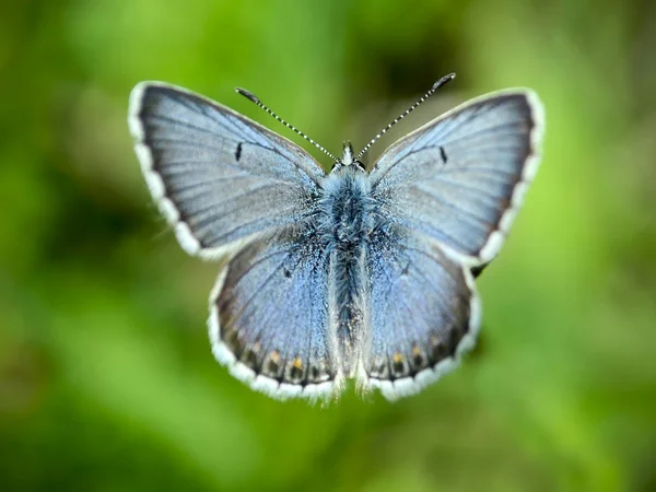 Papillon Bleu Commun Polyommatus Icarus — Photo