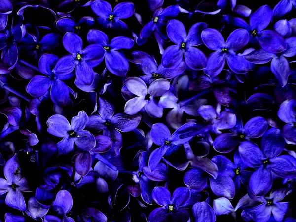 Abstract Bloemen Achtergrond Lilac Bloemen Bloesem — Stockfoto