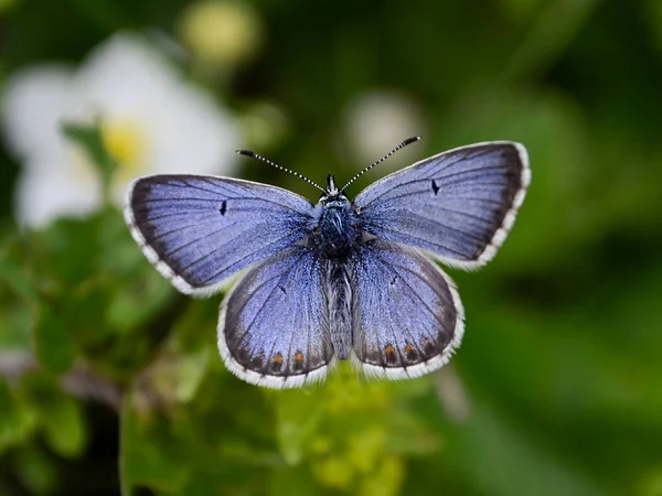 Farfalla Blu Comune Polyommatus Icarus — Foto Stock
