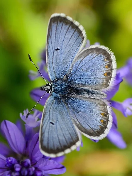 Błękitny Motyl Polyommatus Icarus — Zdjęcie stockowe