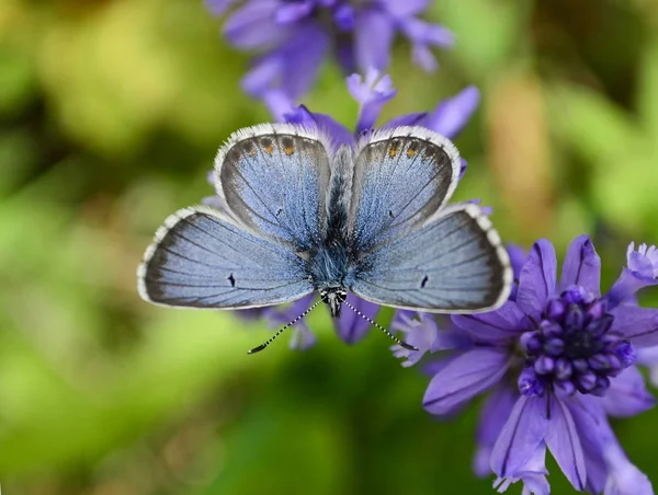 Közönséges Kék Lepke Polyommatus Icarus — Stock Fotó