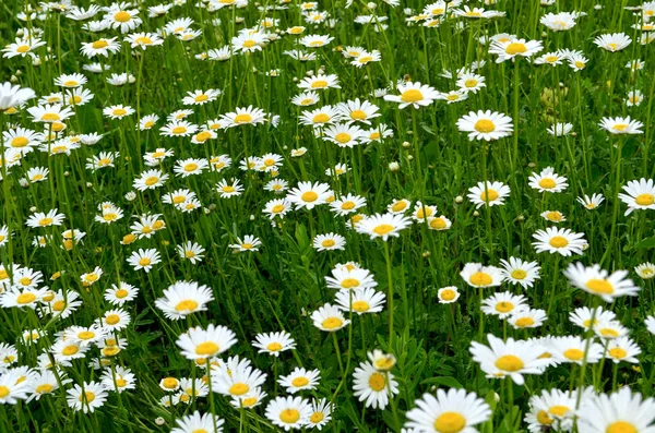 Green Grass Chamomiles Nature — Stock Photo, Image