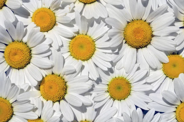 Wallpaper White Chamomile Flowers Petals — Stock Photo, Image