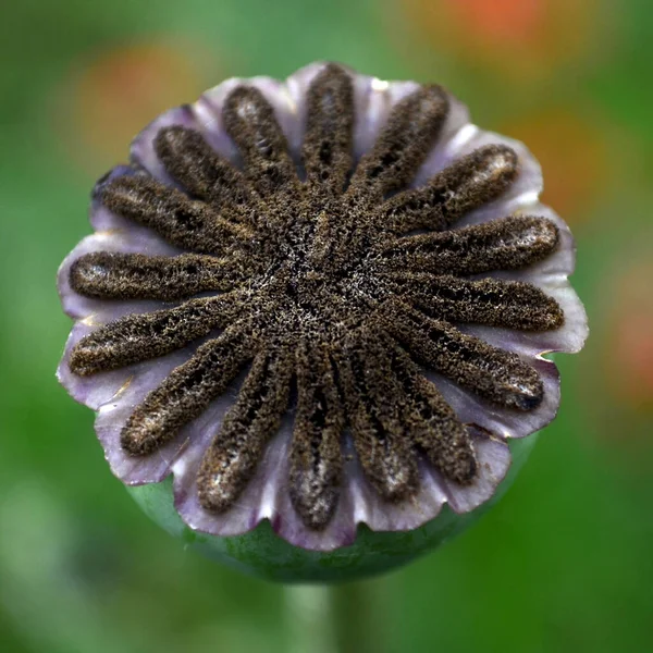 Macro Shot Flor Papoula Vermelha Fechar Caixa Sementes — Fotografia de Stock