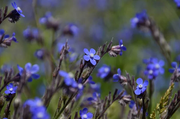 Синие Полевые Цветы Зеленых Растениях Летом — стоковое фото