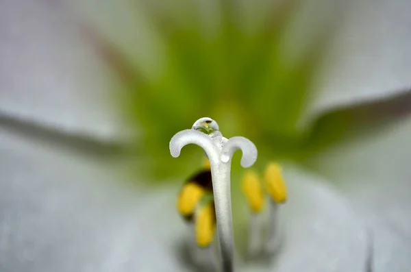 Amaryllis Flower Close Macro Photo — 스톡 사진