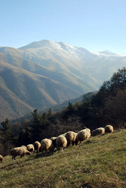 Maymekh Dağı 'nın önündeki Koyun Sürüsü.