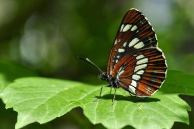 Beyaz Amiral (Limenitis Camilla), kelebek 