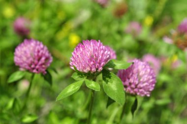 Kırmızı Yonca 'nın çiçekleri ve yaprakları, trifolium pratense