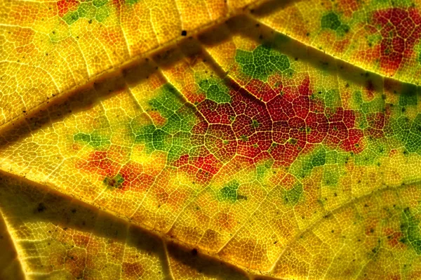 宏观图像的红色秋天的叶子 秋天的树叶背景 — 图库照片