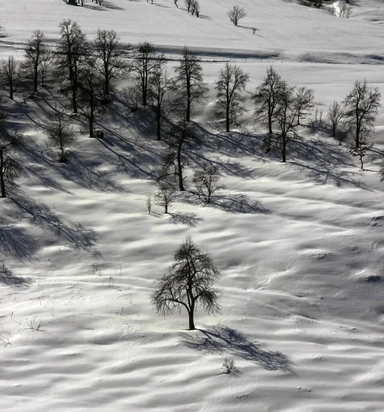 Talvimaisema Taustalla Lumi Tammen Peittämä Pelto — kuvapankkivalokuva