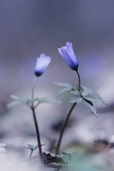 Sombras Azuis Blanda Anemone Flores Azuis Mola — Fotografia de Stock