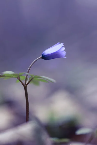 Anemone blanda Blue Shades, blue spring flowers.