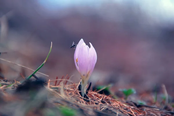 Belle Fleur Printemps Dans Forêt — Photo