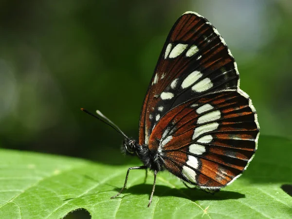 Weißer Admiral Limenitis Camilla Schmetterling lizenzfreie Stockbilder