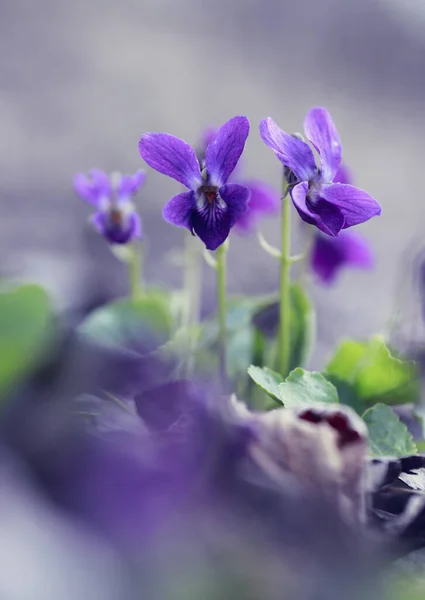 Blauvioletten Wald Viola Odorata Waldvioletten Blumen Süßes Veilchen Stockbild