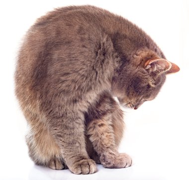 Oturma Gri kedi başı eğik