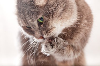 Açık onun pençe yastık kedi yalıyor