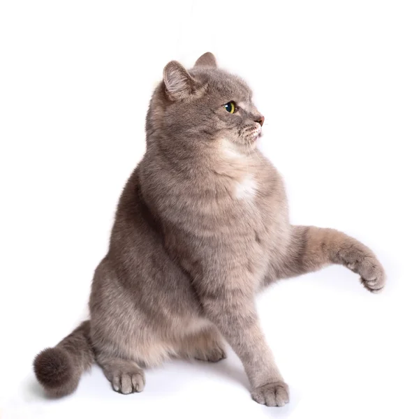 The sitting gray cat was going to be protected — Stock Photo, Image