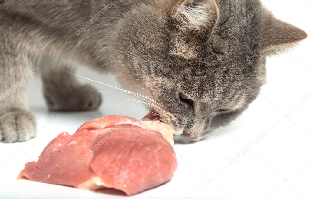 Что Ест Кошка Картинки Для Детей